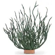 Coral by Kenneth Cobonpue for sale at Home Resource Modern Furniture Store Sarasota Florida